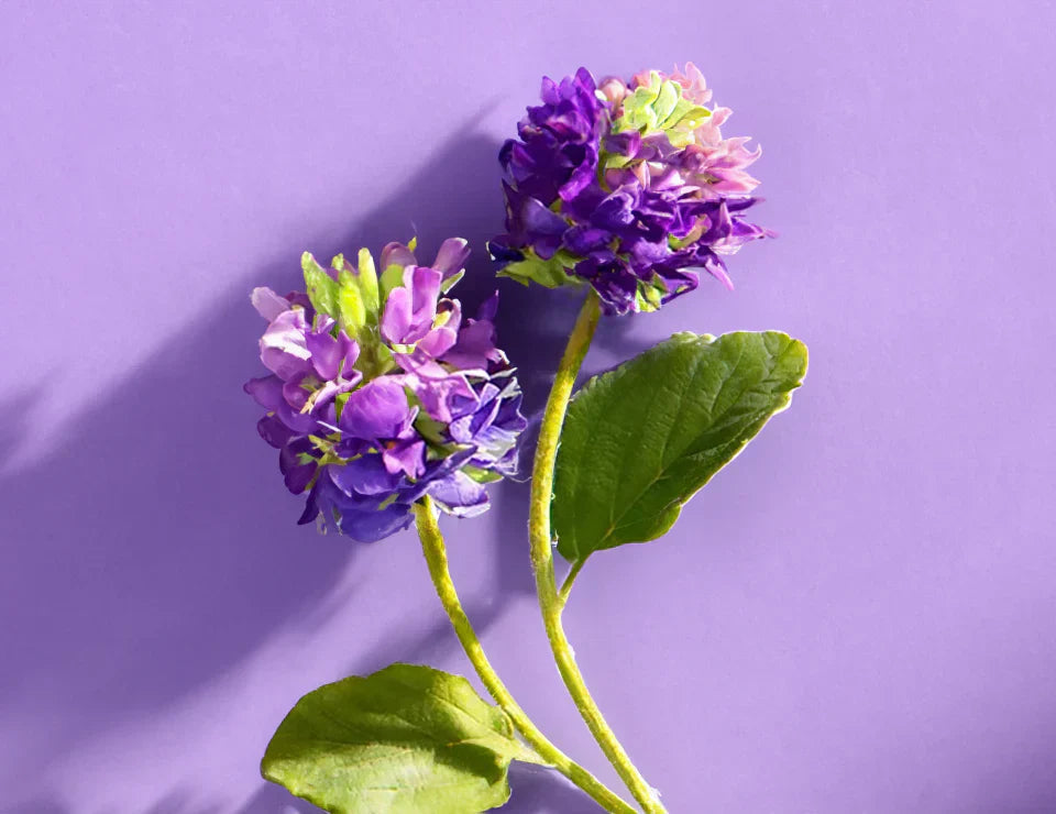 الريتينويدات و باكوتشيول